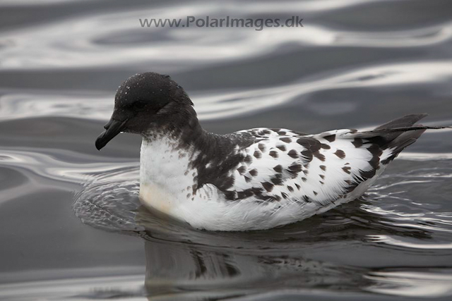 Cape petrel_MG_0686