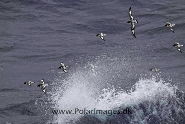 Cape petrels_MG_4089