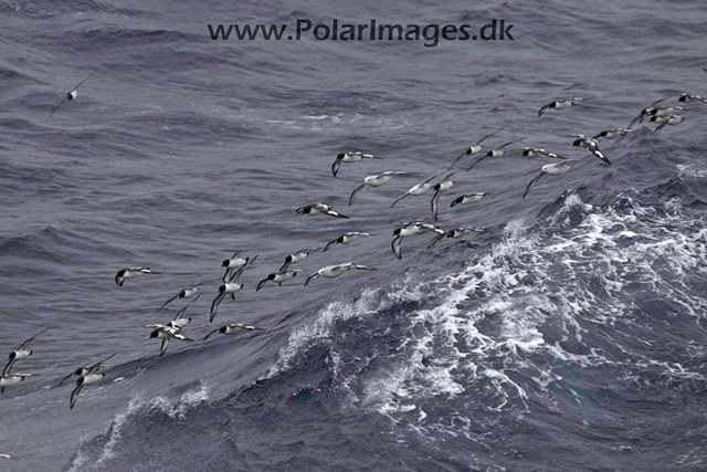 Cape petrels and fulmars_MG_4080