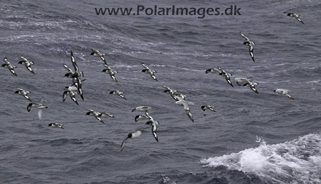 Cape petrels and fulmars_MG_4082