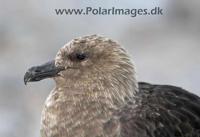 Cuverville South Polar Skua_MG_5814