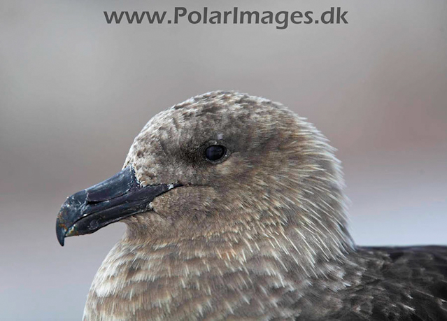 Cuverville South Polar Skua_MG_5818