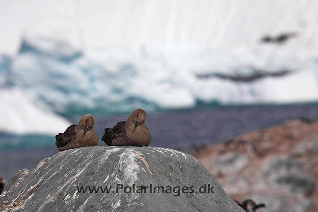 Cuverville South Polar Skua courtship_MG_4364