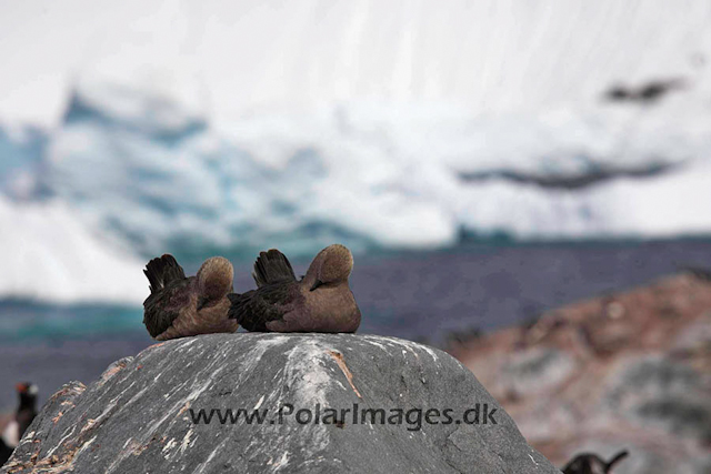 Cuverville South Polar Skua courtship_MG_4365