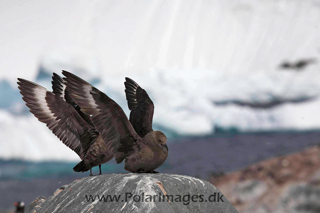 Cuverville South Polar Skua courtship_MG_4366