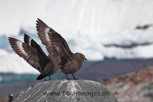 Cuverville South Polar Skua courtship_MG_4367