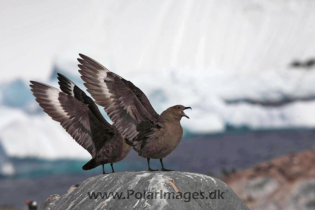 Cuverville South Polar Skua courtship_MG_4368