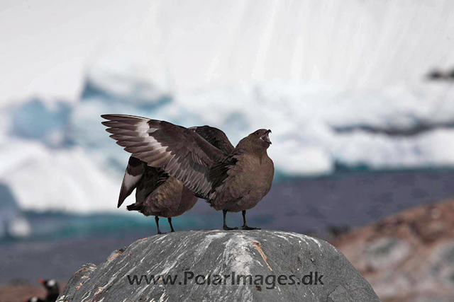 Cuverville South Polar Skua courtship_MG_4370