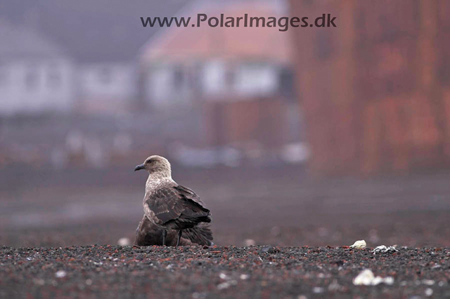 Deception South Polar Skua PICT0438