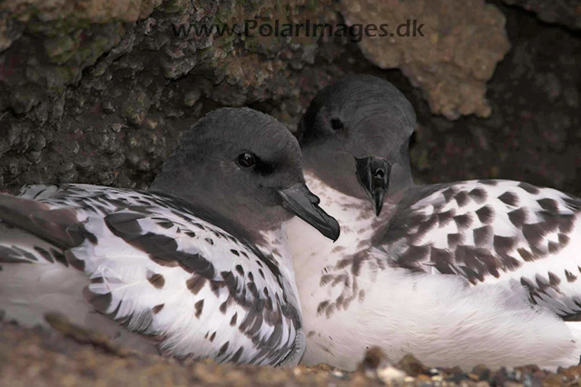 Deception cape petrels on nest PICT7790