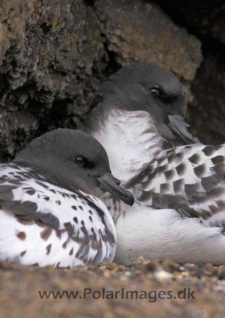 Deception cape petrels on nest PICT7796