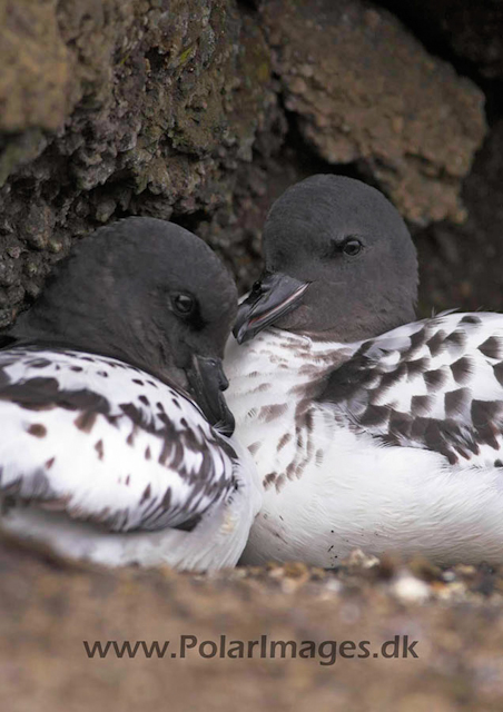 Deception cape petrels on nest PICT7797