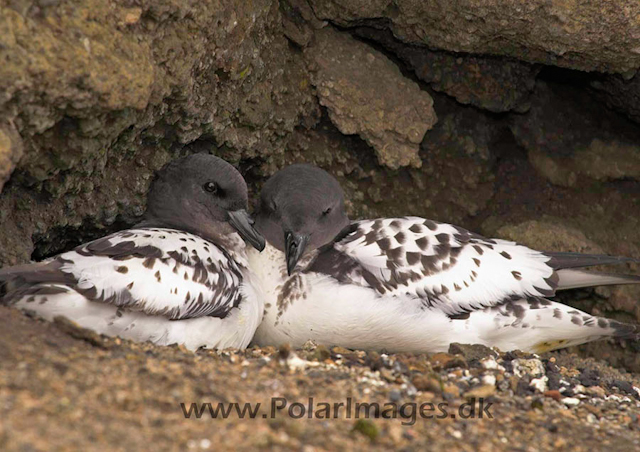 Deception cape petrels on nest PICT7810