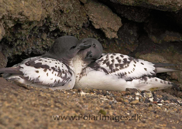 Deception cape petrels on nest PICT7812