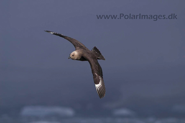 Devil Island South Polar Skua PICT8215