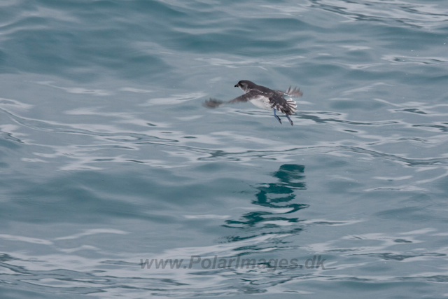 Diving Petrel, Scotia Sea_MG_1183