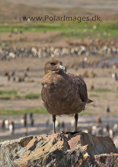 Fortuna Bay SG Brown Skua PICT6737