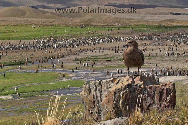 Fortuna Bay SG Brown Skua PICT6742