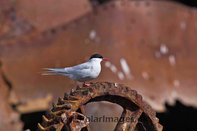 Foyn Harbour Antarctic tern_MG_2769