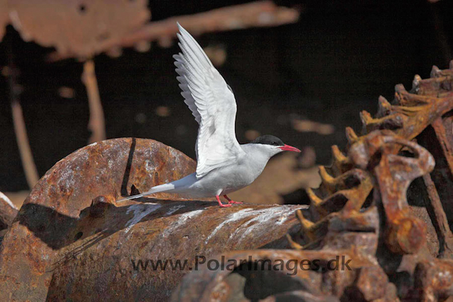 Foyn Harbour Antarctic tern_MG_2774