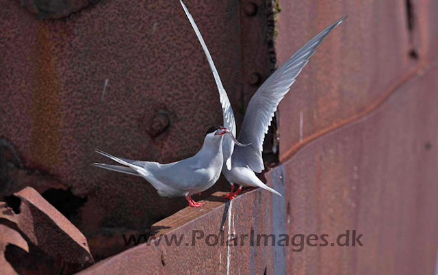 Foyn Harbour Antarctic tern_MG_2779