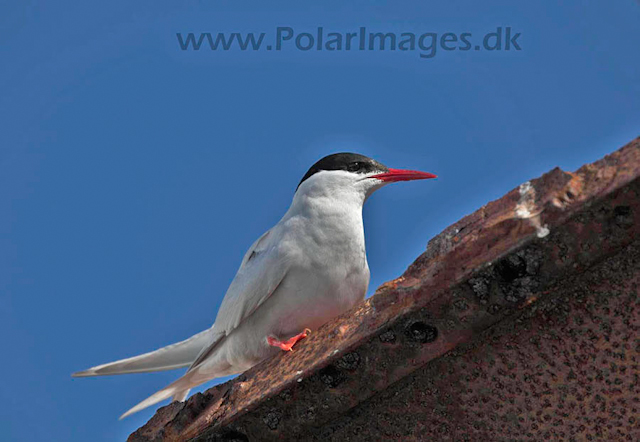 Foyn Harbour Antarctic tern_MG_2791