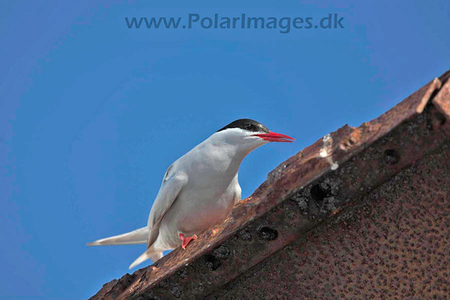 Foyn Harbour Antarctic tern_MG_2793