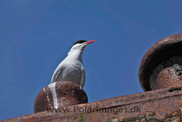 Foyn Harbour Antarctic tern_MG_2810