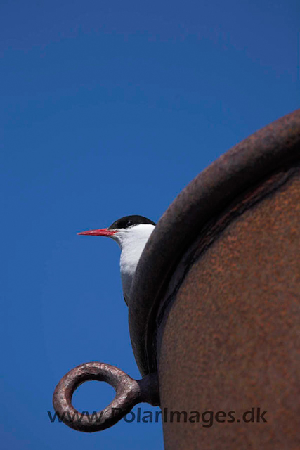 Foyn Harbour Antarctic tern_MG_9790