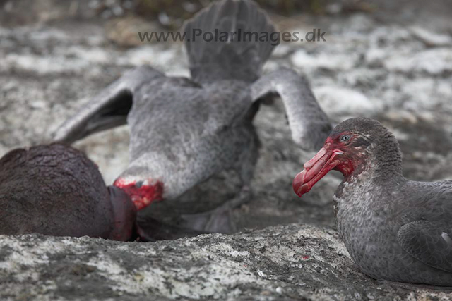 Giant petrel, SG_MG_7406