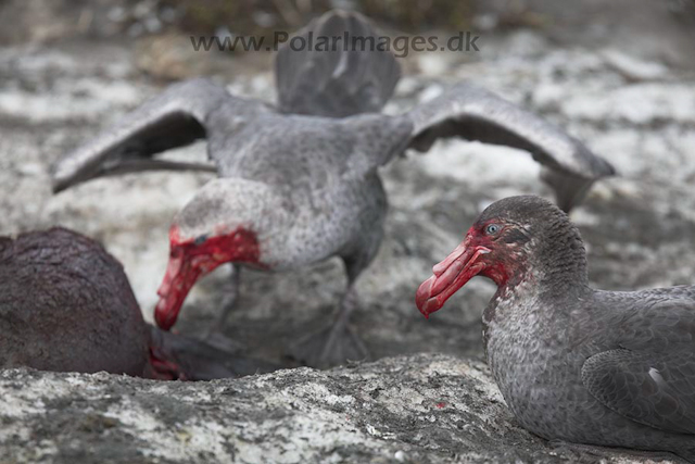 Giant petrel, SG_MG_7407