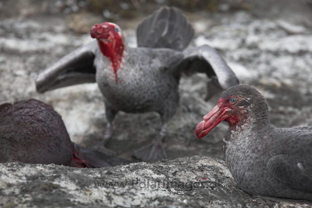 Giant petrel, SG_MG_7408