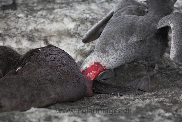 Giant petrel, SG_MG_7411