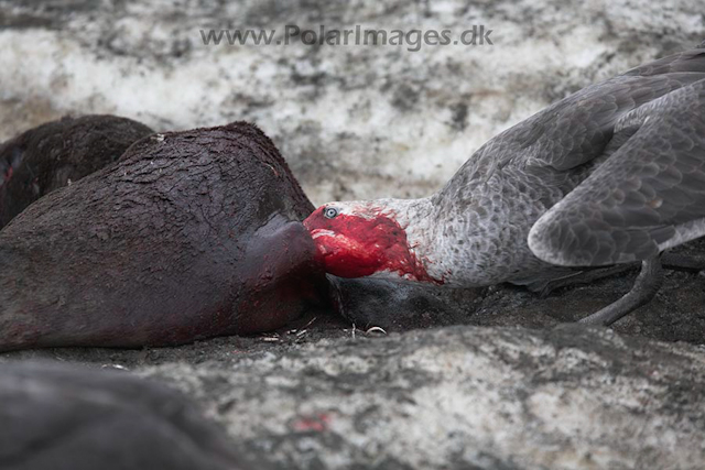 Giant petrel, SG_MG_7425