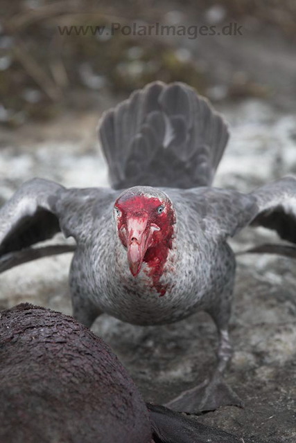 Giant petrel, SG_MG_7443