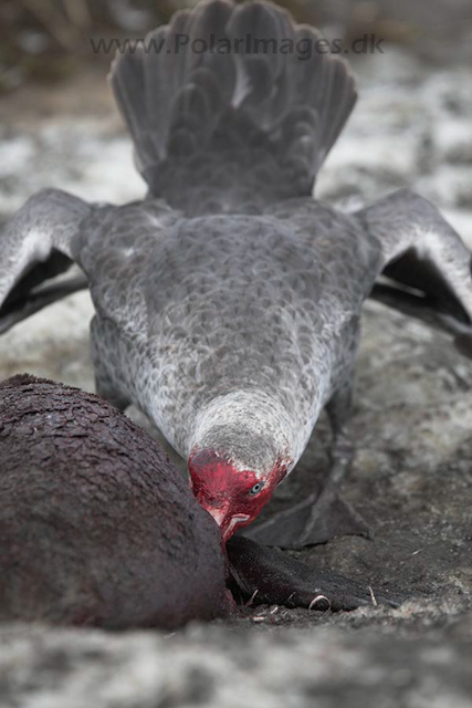 Giant petrel, SG_MG_7444