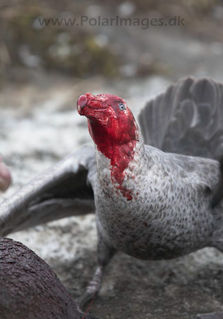 Giant petrel, SG_MG_7452