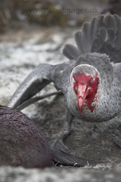 Giant petrel, SG_MG_7460