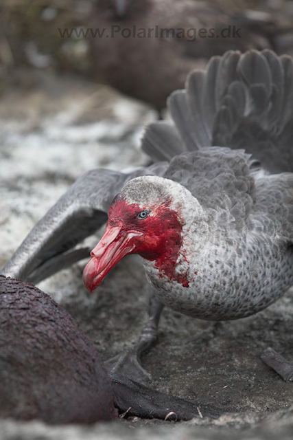 Giant petrel, SG_MG_7462