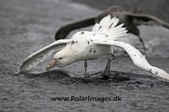 Giant petrel, SG_MG_9416