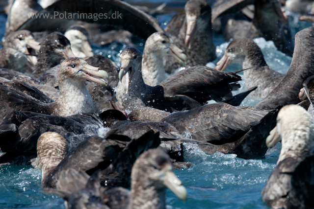 Giant petrel feeding frenzy, Cooper Bay_MG_9835