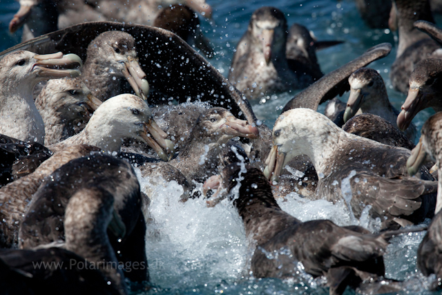 Giant petrel feeding frenzy, Cooper Bay_MG_9838