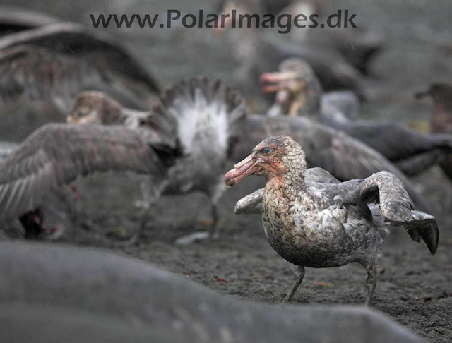 Gold Harbour SG Giant petrel_MG_1428