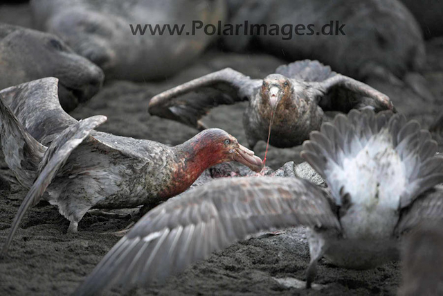 Gold Harbour SG Giant petrel_MG_1487