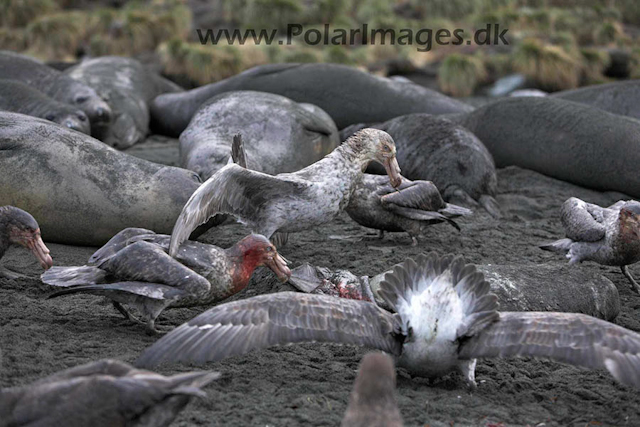 Gold Harbour SG Giant petrel_MG_1491