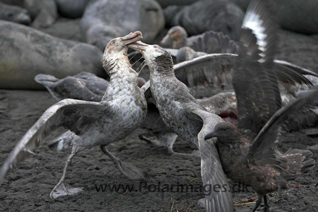 Gold Harbour SG Giant petrel_MG_1497