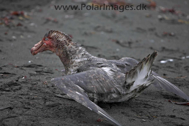 Gold Harbour SG Giant petrel_MG_1518