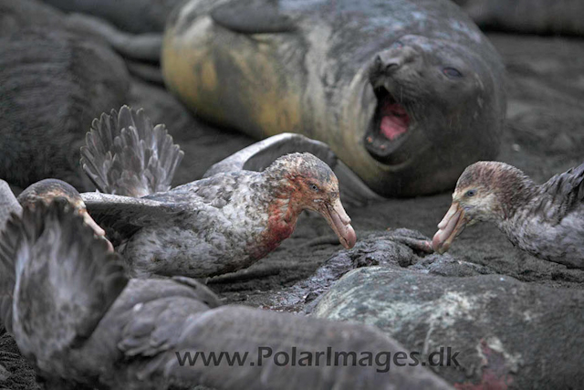 Gold Harbour SG Giant petrel_MG_1533