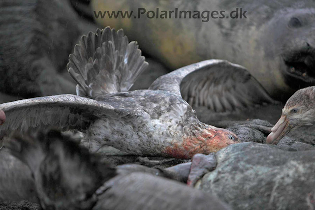 Gold Harbour SG Giant petrel_MG_1539