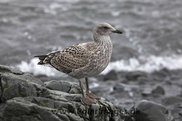 Hannah Point Kelp gull juvenile_MG_9969